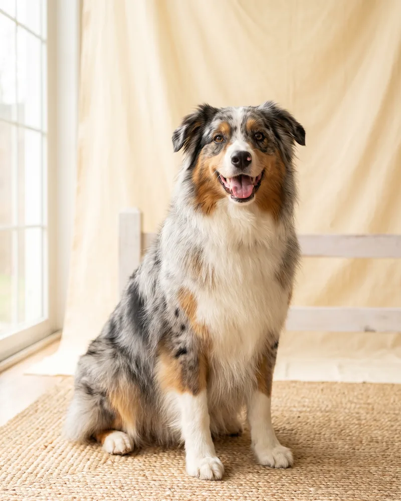 Freshly groomed Australian Shepherd portrait