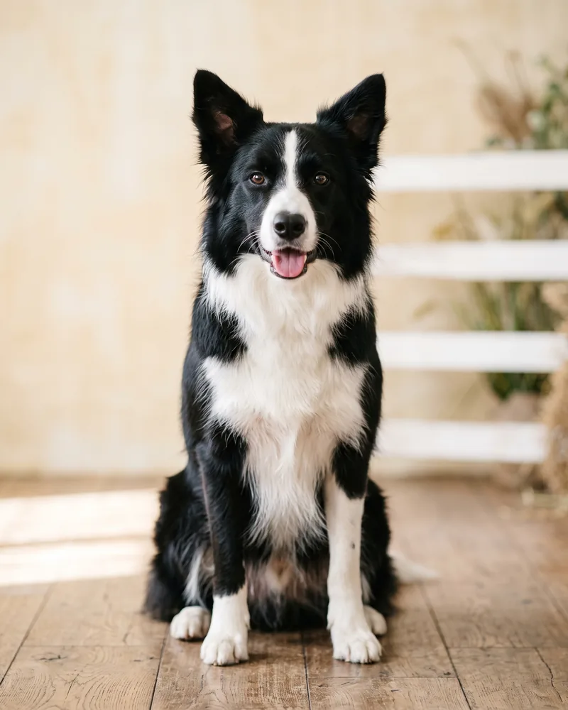 Freshly groomed Border Collie portrait
